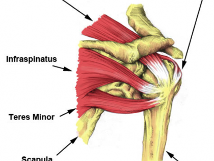 Experiencing Stiffness or Pain in Your Shoulder?